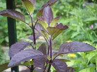 Purple Krishna Tulsi leaves – health benefits on empty stomach"